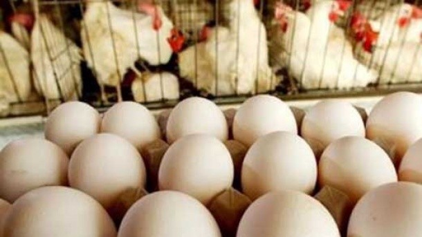 قیمت جدید انواع تخم مرغ اعلام شد