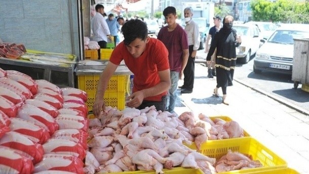 مقصر جدید گرانی گوشت مرغ