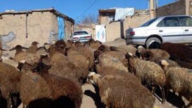 قیمت دام زنده در بازار امروز