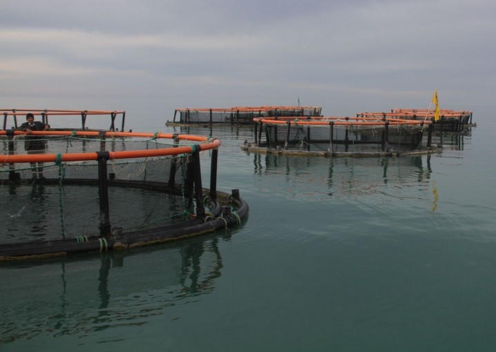 تولید ماهی در قفس، ظرفیت توسعه اقتصادی ساحل‌نشینان گلستان