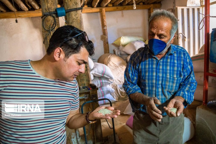 صف دلالان پشت مرز شالیرازهای مازندران / برنج جدید چند قیمت می‌خورد ؟