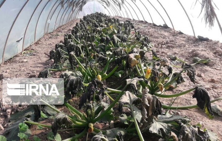 تنش دمایی و کاهش محسوس دما از روز جمعه/ خسارت به کشاورزی و سرمازدگی جوانه‌ها