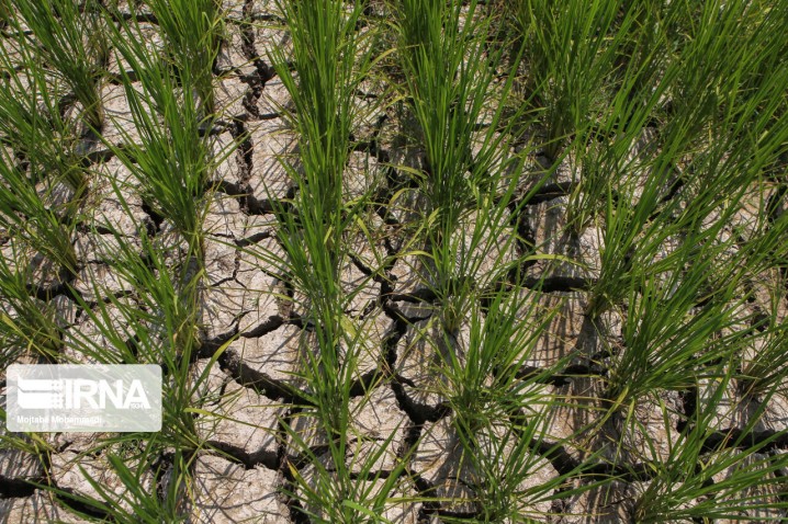 کمبود آب بهانه ای برای تعطیلی بخش کشاورزی نیست