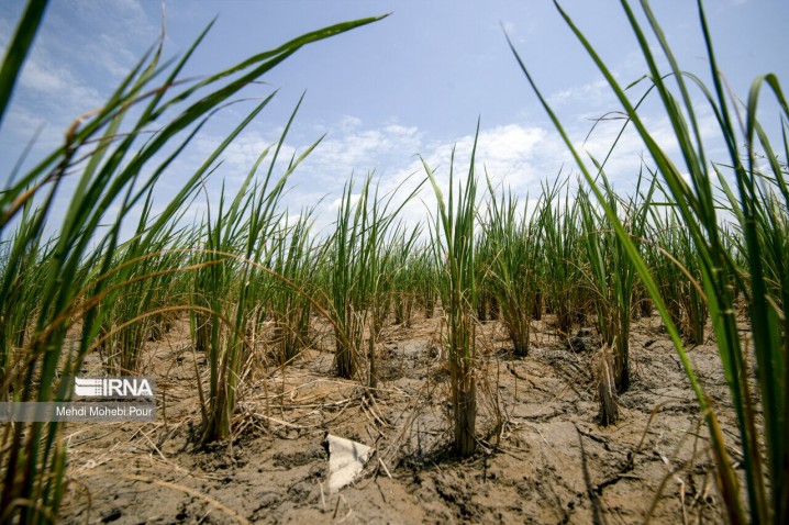 پیشروی خشکسالی در سطوح کشاورزی مازندران