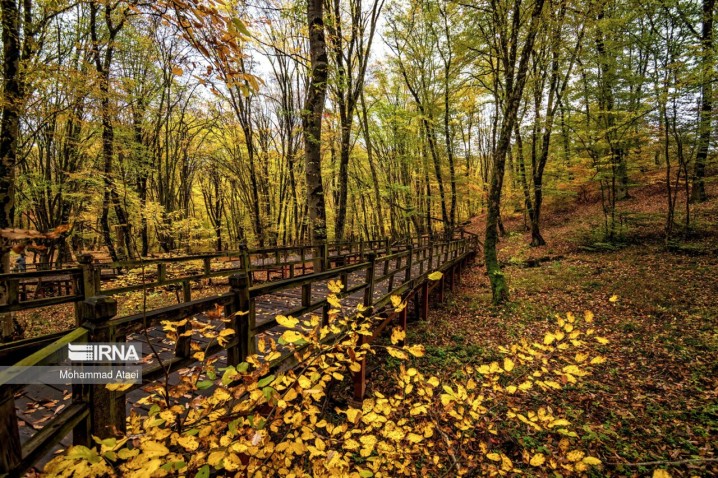 چه بلایی بر سر بازمانده عصر دایناسورها آوردیم؟