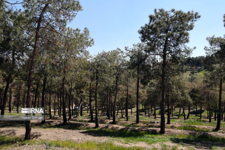 تنش آبی چگونه نفس پایتخت را می گیرد؟/ قطع ۲۰ هزار اصله درخت در چیتگر و سرخه حصار