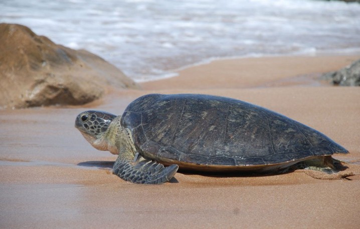 لاک پشت‌های در خطر انقراض پوزه عقابی برای تخم گذاری به کیش آمدند