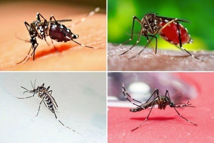 شیوع تب دانگ در کشور/ آزمایش ۶۳ نفر مثبت شد