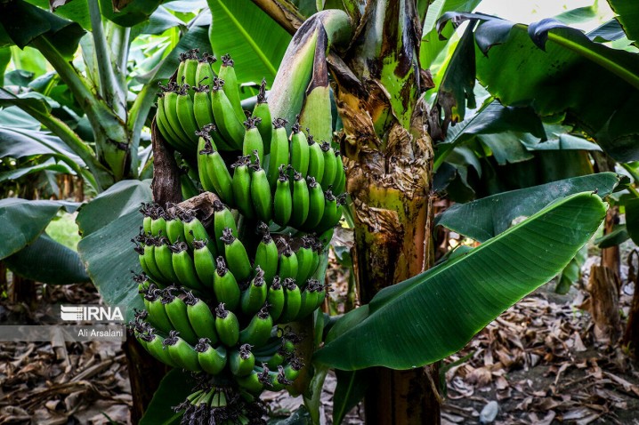 تولید موز در کشور به نصف واردات رسید/آغاز صادرات مرکبات به چین