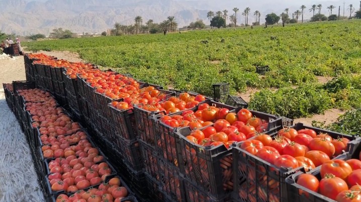نماینده مجلس: هیچ تعرفه‌ای بر صادرات گوجه‌فرنگی اعمال نخواهد شد