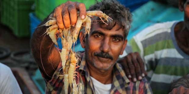 عرضه‌ی مستقیم راهکاری برای کاهش قیمت آبزیان