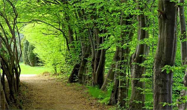 جنگل‌های زاگرس به عنوان اراضی ملی تثبیت و سند صادر می‌شود