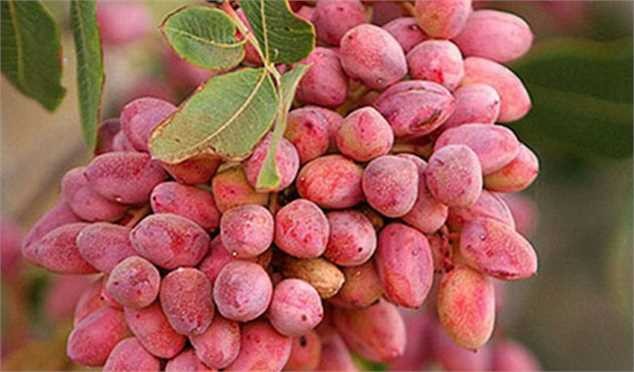 فروش پسته در بازار داخلی به بیش از 2 برابر نرخ صادراتی آن