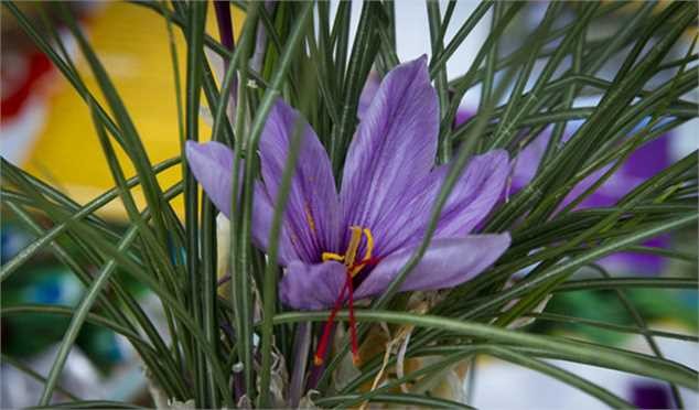 قیمت زعفران به ۱۱ میلیون تومان رسید/ افزایش ۴۶درصدی صادرات