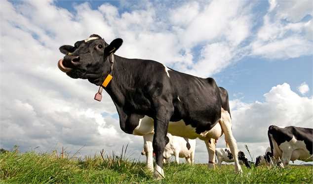 همراهی خودروسازان با دلالان