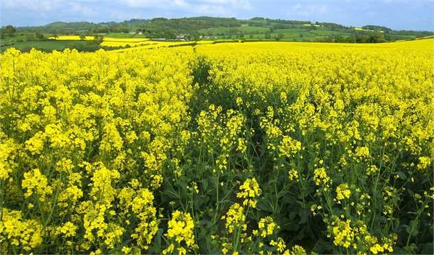 افزایش قیمت خرید گندم و کلزا در دستور کار دولت است