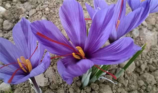 سخت‌تر شدن صادرات، قاچاق زعفران را رونق داد