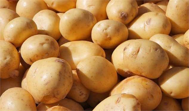 میانگین قیمت سیب زمینی در میدان مرکزی تره بار ۴ هزارتومان شد