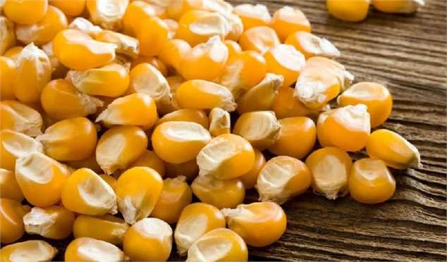 واکنش استاندارد، گمرک و وزارت کشاورزی به شایعات ورود ذرت آلوده