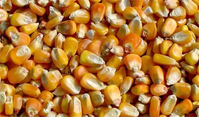 رییس سازمان ملی استاندارد: ذرت‌های آلوده مرجوع و یا امحا می‌شود