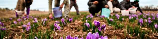 طلای سرخ گران شد/ قاچاق ۳۰ درصد زعفران تولیدی به کشور‌های همسایه