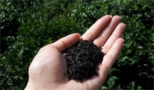 چای سنواتی وارد بازار نشده/ بانک ملی وضعیت این چای را بعد ۱۷ سال مشخص کند