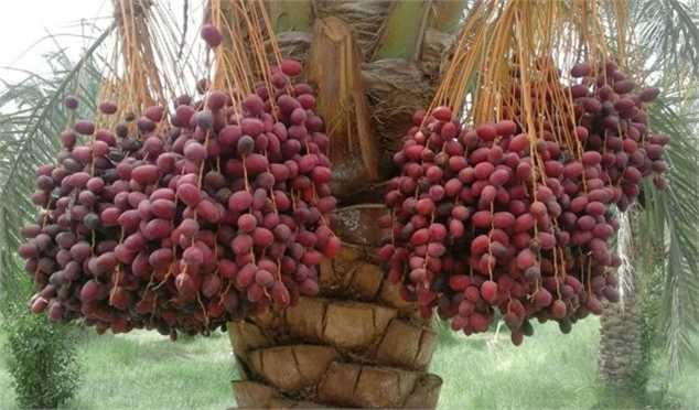 تاثیر وضع عوارض بر بازار صادراتی خرما