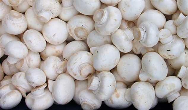 تولید قارچ ۲۵ درصد کاهش یافت