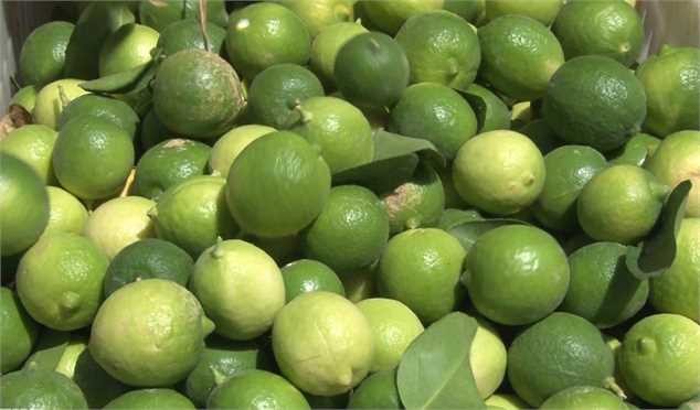 لیمو تحت شمول قانون مقابله با احتکار قرار گرفت