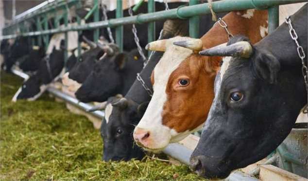 ۴ هزار تن گوشت قرمز خرید تضمینی شد