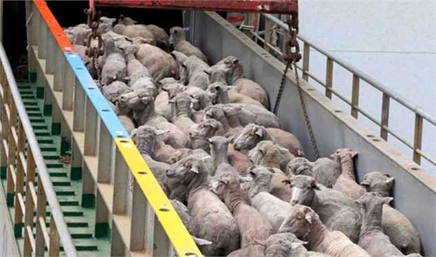 ورود دام به تهران کاهش یافت/ افزایش ۱۰ هزار تومانی قیمت دام زنده بدلیل قاچاق