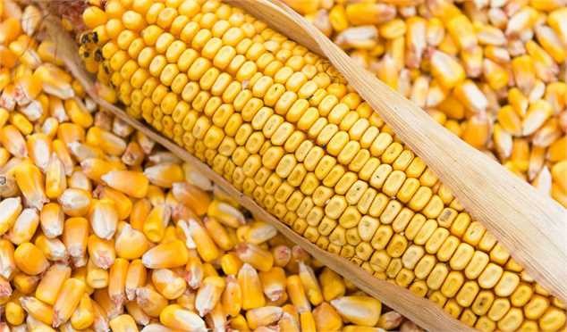 چرخ پالایشگاه‌های غلات به کار افتاد