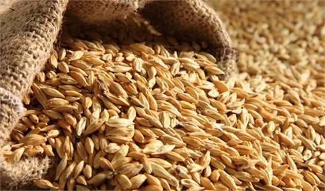 گرانی جو در بازار در سایه اتخاذ تصمیم‌های نادرست/ آینده روشنی پیش روی تولید مرغ و تخم مرغ نیست