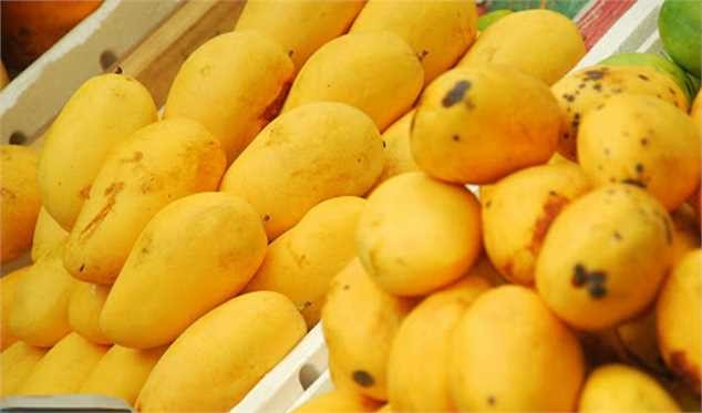 ورود مسافری انبه از مصر/ میوه‌های پروازی برای قشر خاصی است