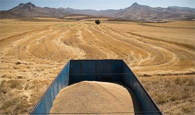 دولت اقدام غیرقانونی خود درباره گندم را اصلاح کرد