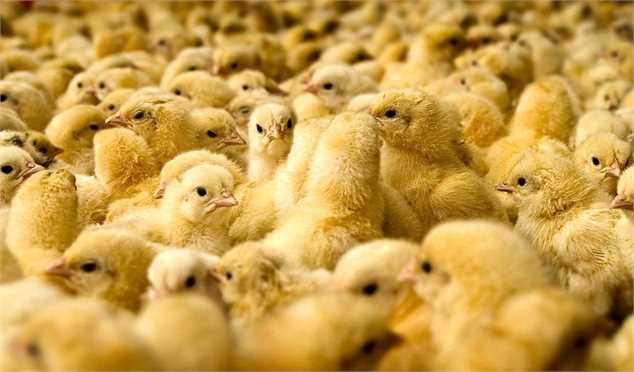 قیمت تخم مرغ همچنان زیر نرخ مصوب است