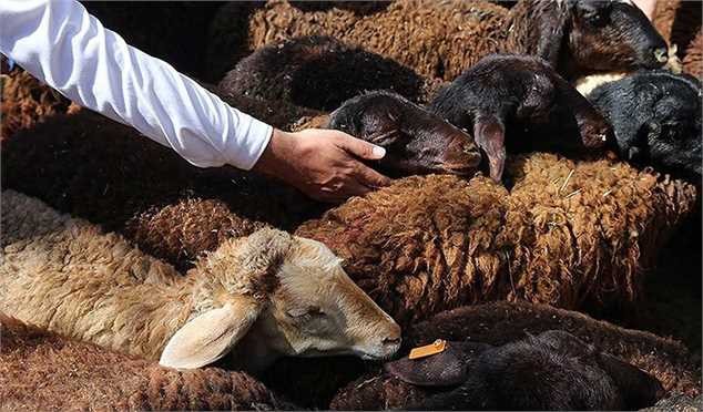 کشور در ماه‌های آینده با کمبود شدید دام و گوشت مواجه می‌شود