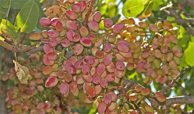 با کوچک ترین اشتباه بازار ۱۰۰ ساله پسته را از دست می دهیم