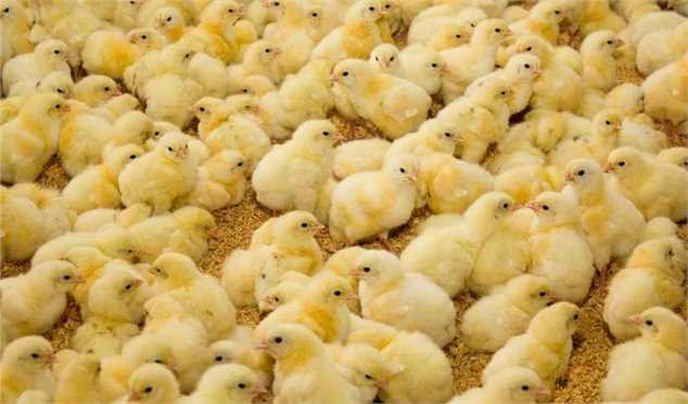 افزایش ۷۰ درصدی قیمت جوجه یک‌روزه/ مرغ به نرخ مصوب کاهش یافت