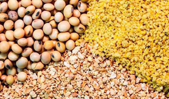 پیش‌بینی افزایش ۳۰ تا ۴۰ درصدی قیمت غلات