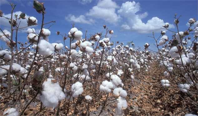 کشور تا دو سال دیگر در تولید پنبه خودکفا می‌شود