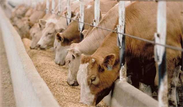 تلاش جهاد کشاورزی برای تامین جایگزین‌های خوراک دام با همکاری دانش‌بنیان‌ها