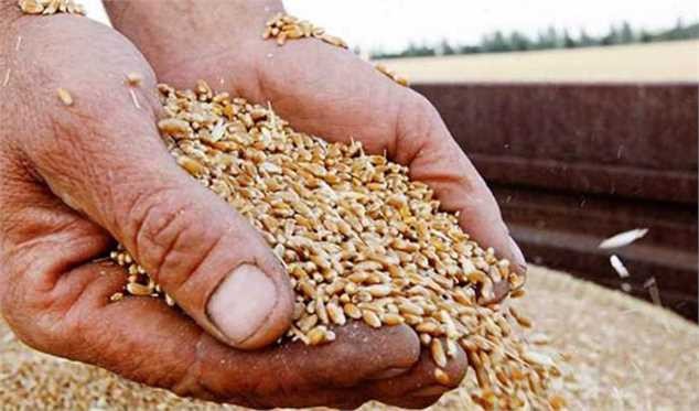 رشد 25 دلاری قیمت گندم/چراتوافق روسیه و اوکراین تنها یک روز در قیمت جهانی تاثیر داشت