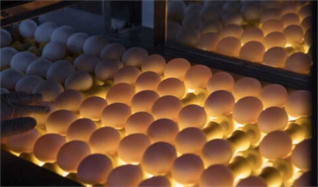 فروش تخم مرغ بالای ۹۰ هزار تومان تخلف است