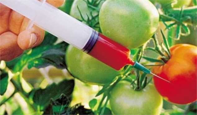 توقف کشت محصولات تراریخته در ایران