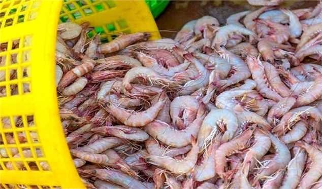 آغاز مذاکرات برای صادرات میگو به چین/ تعیین قیمت تن ماهی در مرحله نهایی است