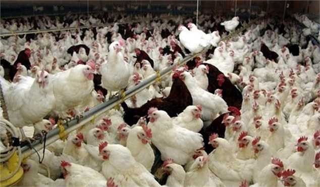 کاهش قیمت مرغ تا مرز ۵۰ هزار تومان/ تحویل نهاده با ۲ ماه تاخیر انجام می‌شود