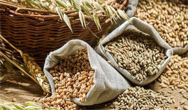 تولید غلات امسال ۱۷ درصد رشد کرد