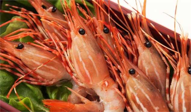 خودکفایی ۹۸ درصدی در حوزه تولید میگو