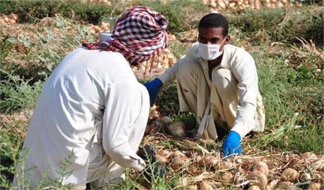 حذف واسطه‌ها برای تعدیل قیمت صیفی جات